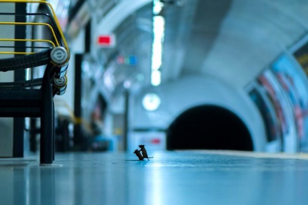Metroda dalaşan iki siçan qalib gəldi - FOTO+VİDEO